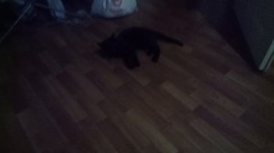 МОЙ КОТИК УБИЛ ХОМЕКА 😭😭😭😭😭😭😭😭😭😭😭😭😭😭😭 или это не он🐱