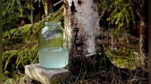 Лиза Барбоскина - 48 серия Берёзовый сок