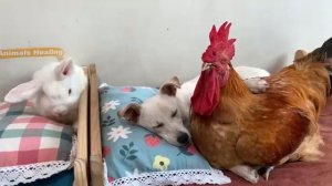 Курица, петух и щенок - 2025 год