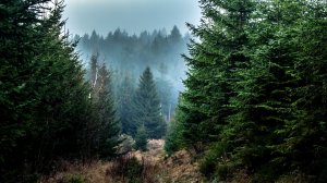 стихи: Марина Марина, нейросеть: Ирина Алексеева