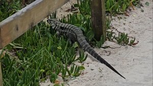 природа браз 2025