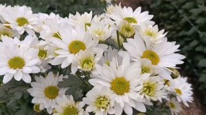 Осенний " Бал Хризантем ". г.Волжский 11.11.25.г