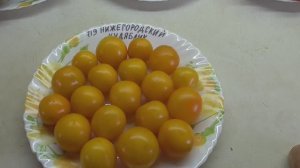 Томат Нижегородский кудяблик. №719. Обзор сорта и дегустация.