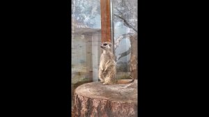 Сурикат и Лемур в зоопарке