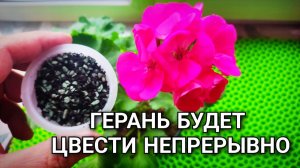Не пересаживай ГЕРАНЬ пока не посмотришь это видео: как правильно пересадить ПЕЛАРГОНИЮ 🌸