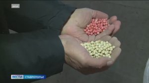 Вести. Ставропольский край» 14.11.2025 (11.30)