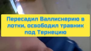 ПЕРЕСАДИЛ ВАЛЛИСНЕРИИ В ЛОТКИ, ОСВОБОДИЛ ТРАВНИК ПОД ТЕРНЕЦИЮ
