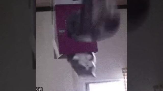 Cat down.mp4