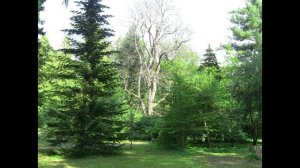 Ботсад  28 июля 2014