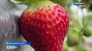 Итальянский агроном выращивает клубнику в Крыму