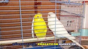 В Подольске двух попугаев, двух женщин и кошку спасли от огня при пожаре