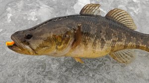 Первый Лёд 2025