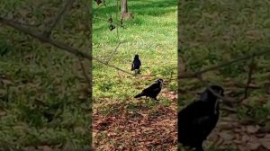 Вороны собрались на шумный птичий совет.