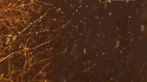 "МИМОХОДОМ", 12 ноября 2013 год. Автор проекта О. Дзиов