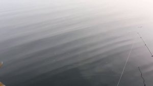 Рыбалка на Кубани! Шапсуга. 12.11.2025г. Выезд за Щукой