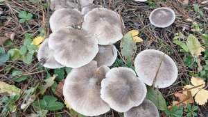 И снова море грибов на участке. Мышата или рядовка землистая