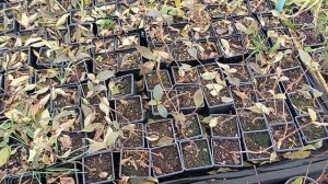 Кладем горшки с гортенщией р9 на бок. Зимовка черенков гортензии.