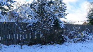 15-11-2025с первым снегом/стригу Масика/опробовала подарочек/мои процессы🧶🧶🧶🧶🧶🧶🧶🧶🧶