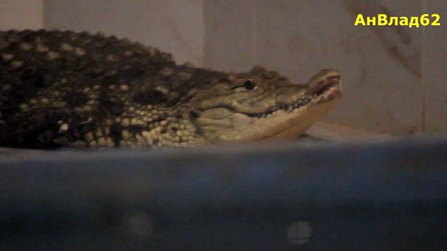 Крокодиловая ферма.mp4 смотреть онлайн