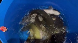 Новый вид рыбы в загородом клубе «Ихтиолог»  ✅