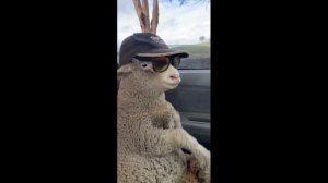 А вот этой новозеландской овечке больше всего на свете нравится кататься на машине.