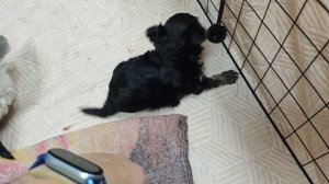 Малыши Йорки