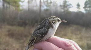 Ловля снегирей и Африканских попугаев 15 11 25 :-)