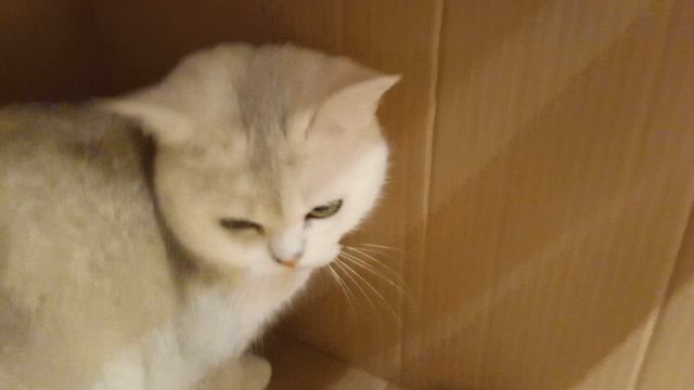 моя кошка 🦊 смотреть онлайн