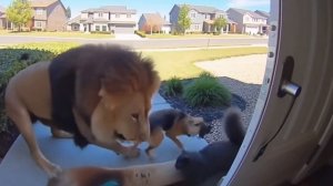 Кот и собака против льва смотреть видео про животных приколы юмор