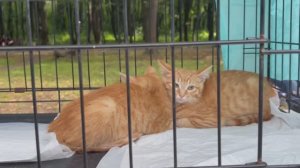 Пойдем домой.  Выставка и пристройка кошек и собак в Лесопарке Рязань 2025 г