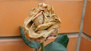 13=11=2025  уни  ПВН  (65)