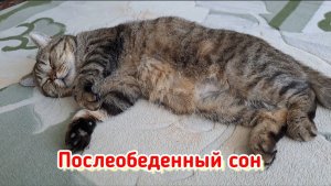 Дома не сидится...