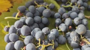 Виноградный этюд 2025