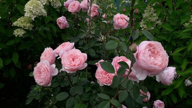 Роза Зе Алнвик Роз. Сезон 2025