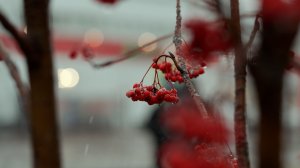 Первый снег.