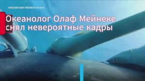 Океанолог снял невероятные кадры