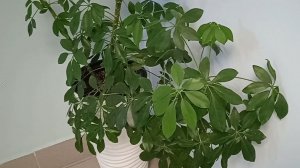 Шеффлера: тонкости ухода и содержания в домашних условиях