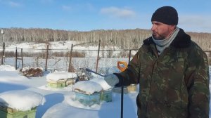 Засыпал пчёл снегом на зиму