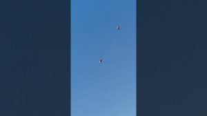 Голуби Озинки 4