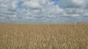 Пшеничное поле в Сибири.