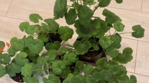 Пеларгония на дачке в ноябре.