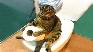 Приколы с животными 🤣 СМЕШНОЕ ВИДЕО про животных  Наши любимые смешные животные СМЕШНОЕ ВИДЕО