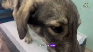 Валек будет бегать на четырёх лапах!