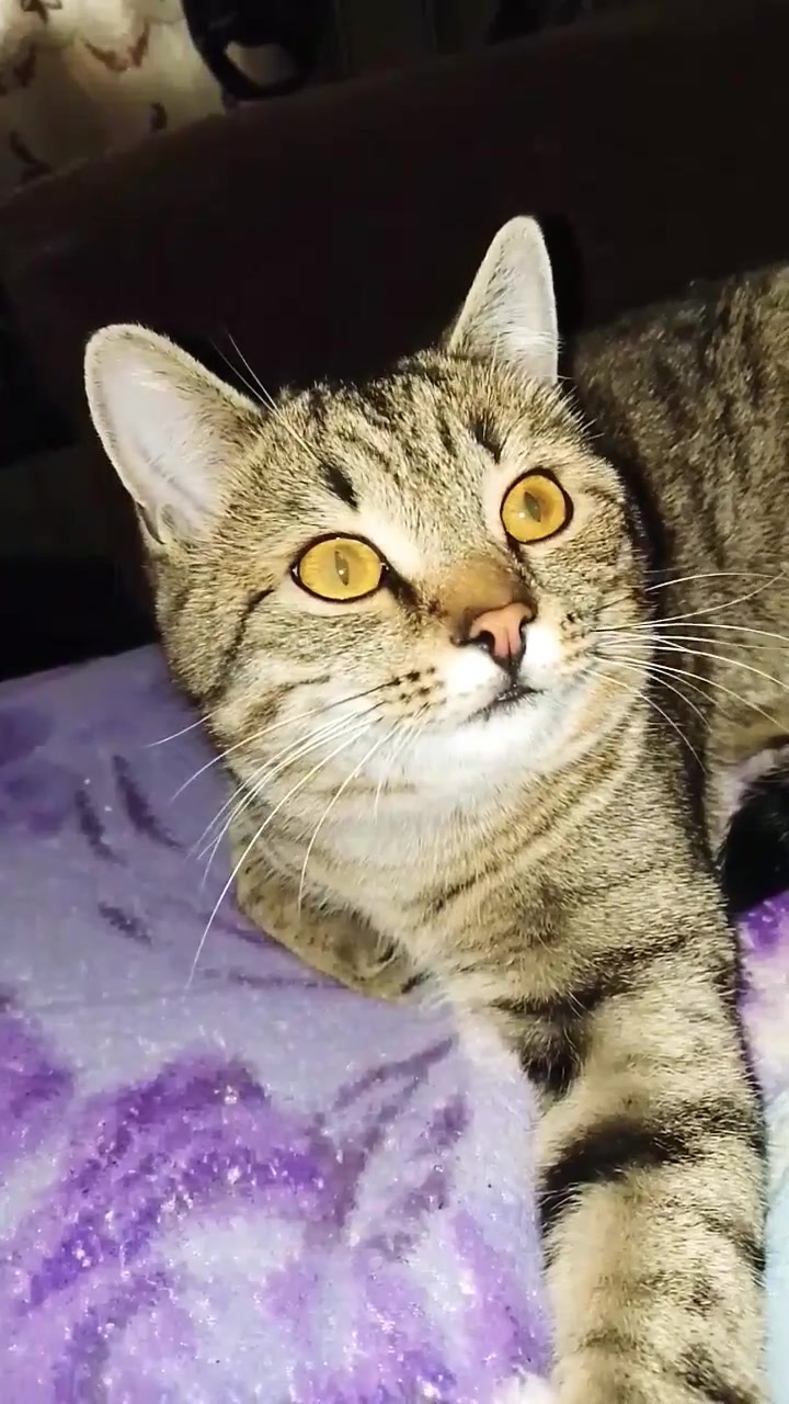 Спим за деньги!😁😻 Юмор с животными!