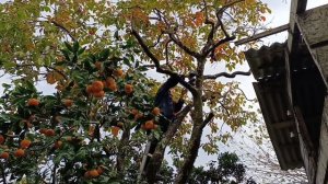 24) На зиму в Абхазию-4. Как мы спасали хурму