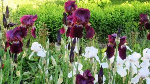 Как правильно ухаживать за ирисами, чтобы они хорошо цвели