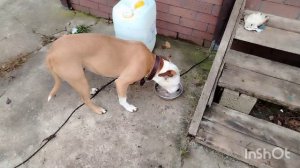 Папа и его день