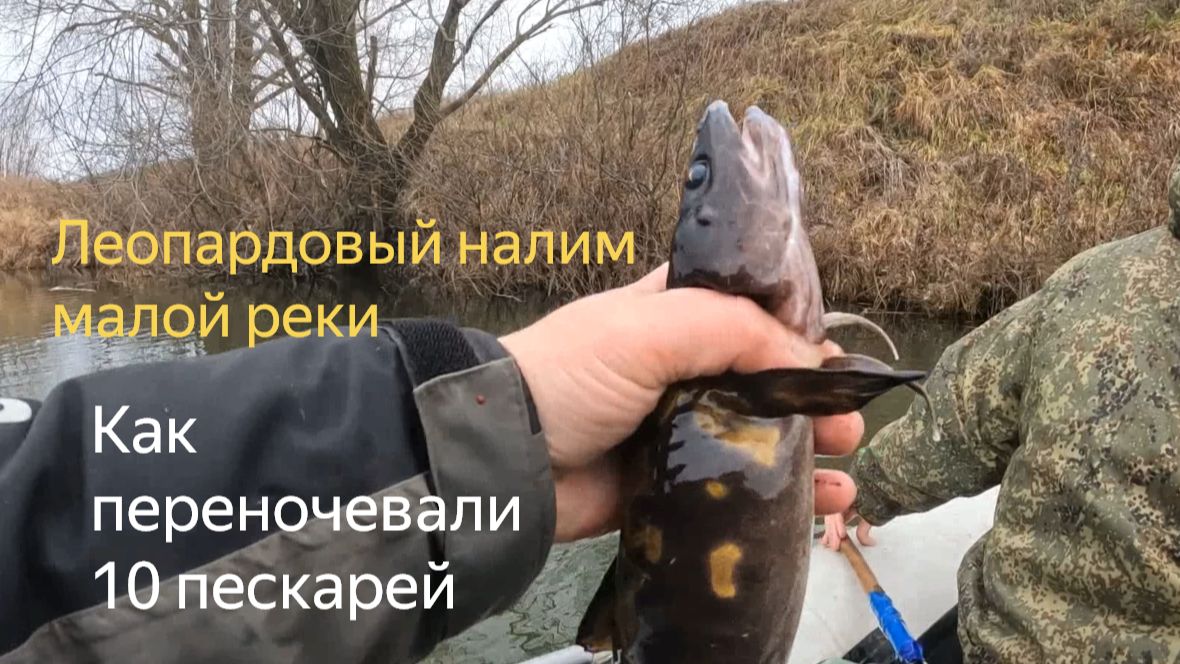 Как поймать налима закидушками в ноябре на малой реке.