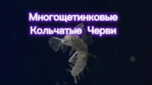 Многощетинковые Кольчатые Черви