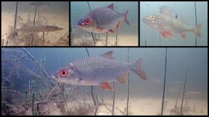 Под водой #31